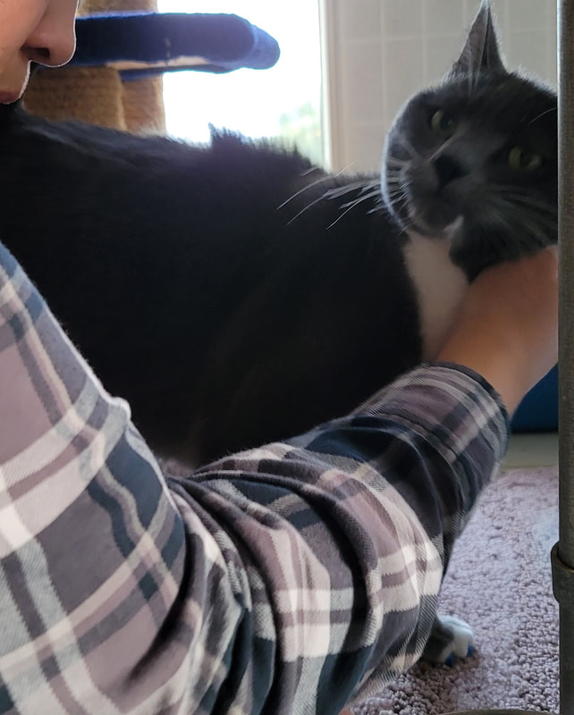 Services Country Kennels