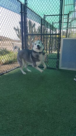 Happy Husky Outside